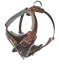 How to Put on a Dog Harness on Cane Corso
