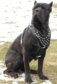Cane Corso Spiked leather dog harness- Cane Corso custom harness
