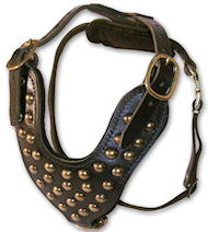 Studded leather dog harnesses for Cane corso- Cane Corso Mastiff