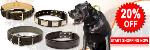 Buy Now High Quality Exclusive Cane Corso Collars