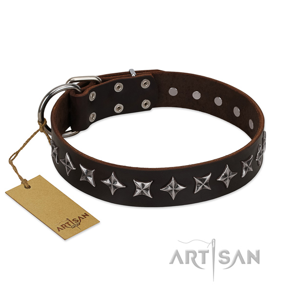 Daily walking dog collar of top notch full grain natural leather with decorations
