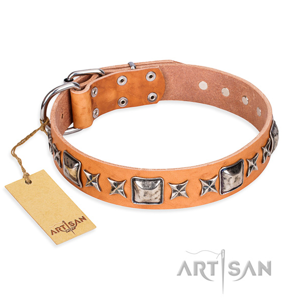Everyday walking dog collar of fine quality full grain leather with embellishments