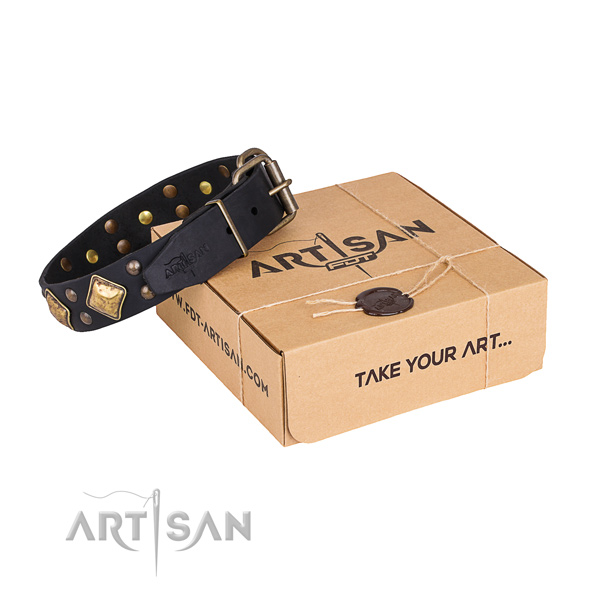 Daily use dog collar with Impressive rust-proof embellishments