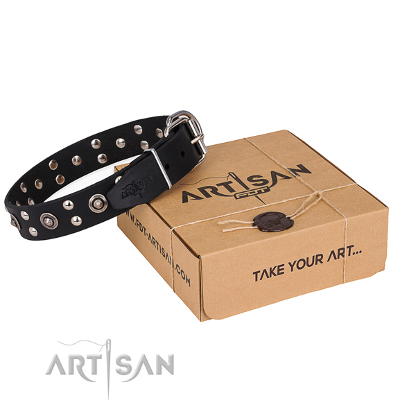 Everyday walking dog collar with Stunning rust resistant adornments