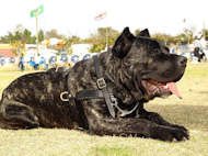 Tracking/Pulling/Agitation Leather Dog Harness For Cane Corso