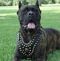 Royal Dog Harness - Exclusive Design Studded Leather Harness