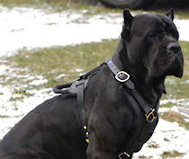 Exclusive Luxury Handcrafted Padded Leather Dog Harness-Cane cor