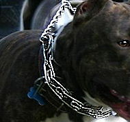 Dog pinch collar - prong dog collar-training collar