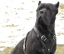 Agitation/Protection Leather Dog Harness - Cane Corso harness