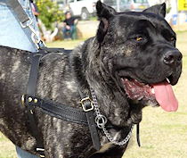 Tracking/Pulling/Agitation Leather Dog Harness For Cane Corso