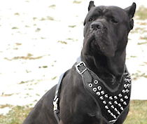 Cane Corso Spiked leather dog harness- Cane Corso custom harness