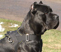 Nylon multi-purpose dog harness for tracking/pulling-Cane corso