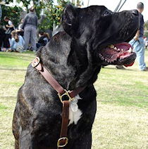 Luxury handcrafted leather dog harness made To Fit Cane Corso
