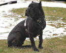 Dog training supplies,dog harnesses,dog collars,dog leash for dog training