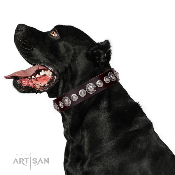 Significant decorated genuine leather dog collar for comfortable wearing