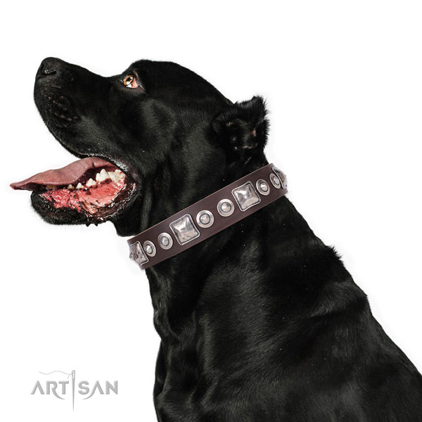 Unusual embellished natural leather dog collar for everyday use