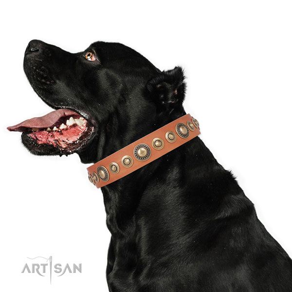 Corrosion proof buckle and D-ring on leather dog collar for everyday use