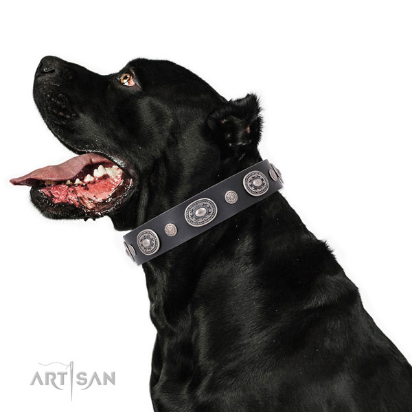 Corrosion resistant buckle and D-ring on leather dog collar for daily walking