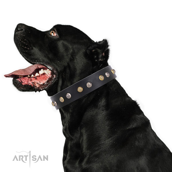 Genuine leather dog collar with reliable buckle and D-ring for walking