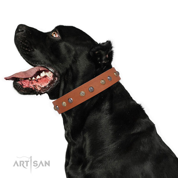 Genuine leather dog collar with rust-proof buckle and D-ring for comfy wearing