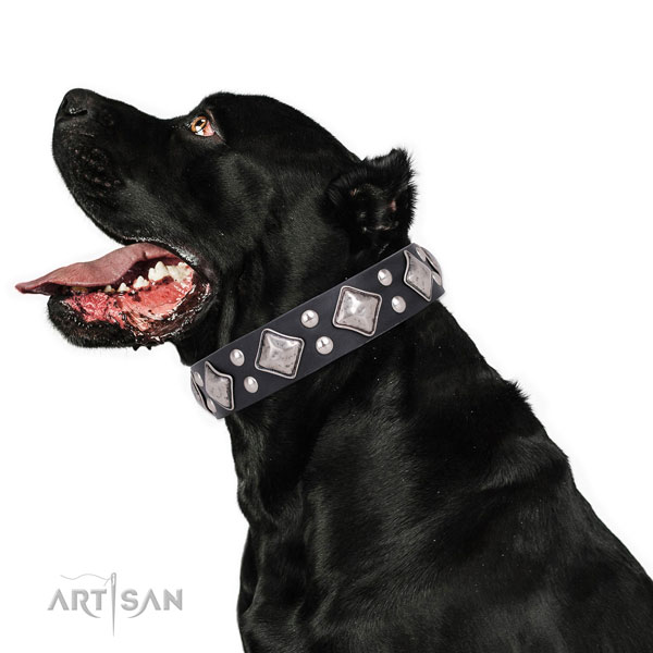 Stylish walking studded dog collar made of reliable leather