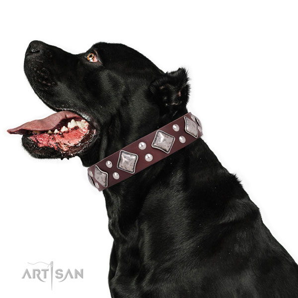 Comfy wearing studded dog collar made of durable natural leather