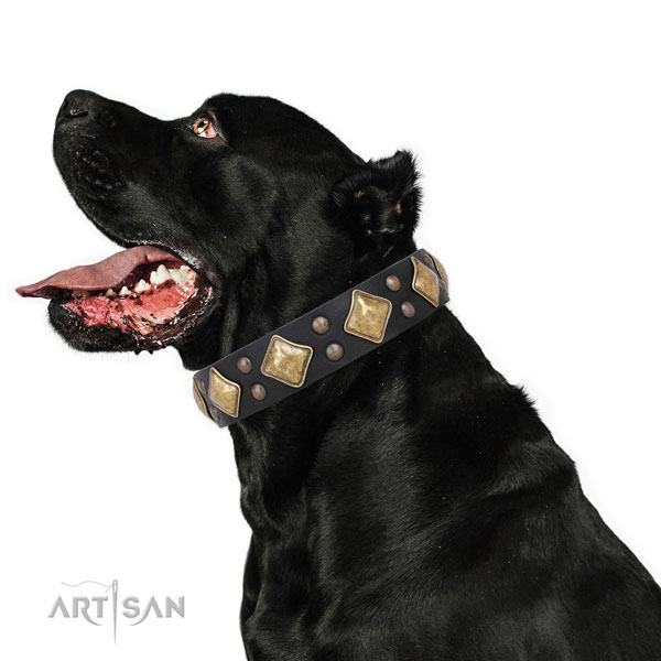 Fancy walking decorated dog collar made of top notch leather