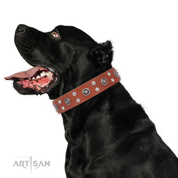 Everyday walking dog collar with top notch studs