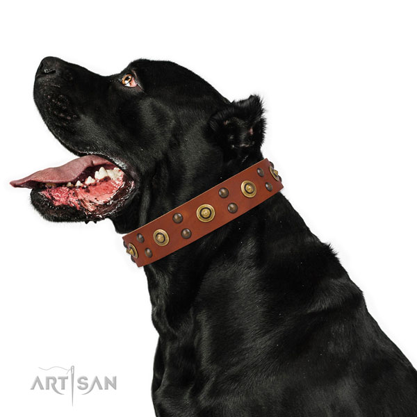Everyday walking dog collar with remarkable studs