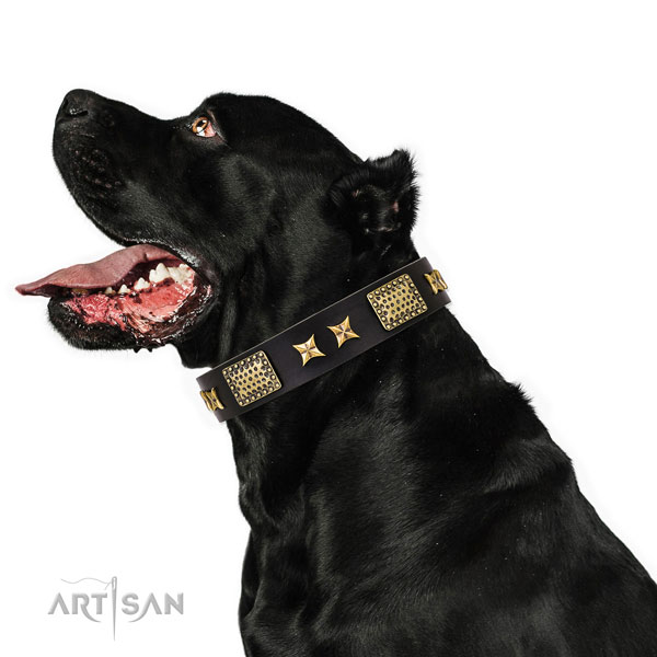 Daily walking dog collar with remarkable adornments