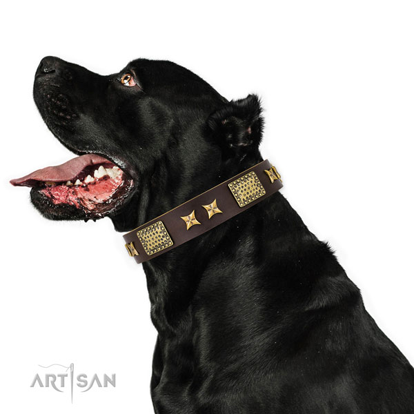 Walking dog collar with awesome decorations