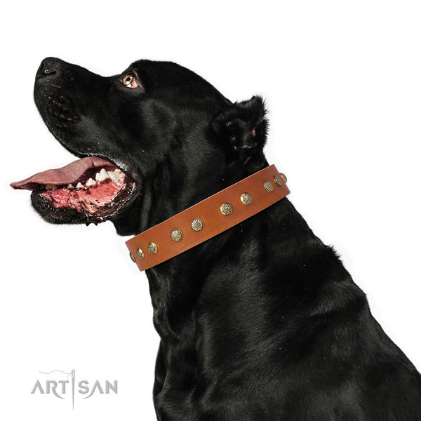 Top notch adornments on fancy walking leather dog collar