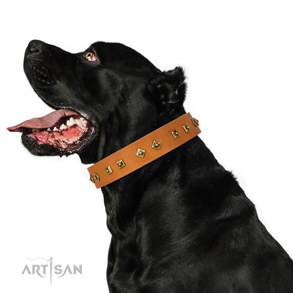 Remarkable embellishments on everyday use dog collar