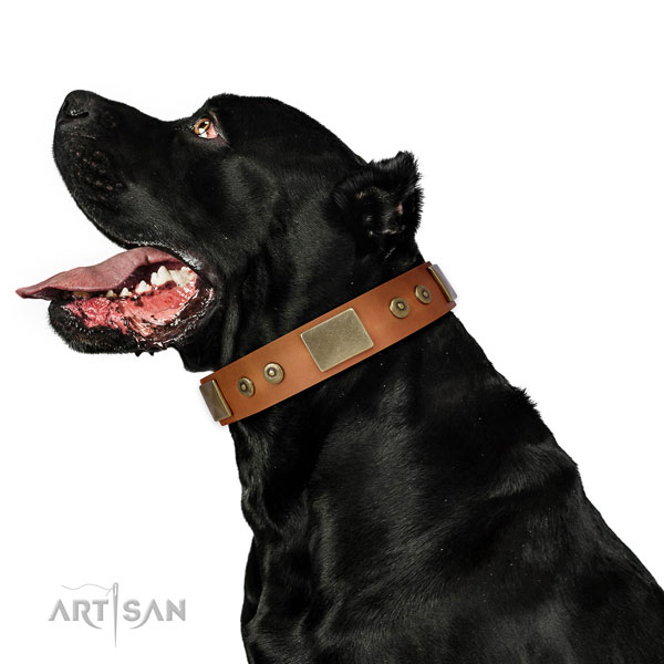 Quality everyday walking dog collar of natural leather