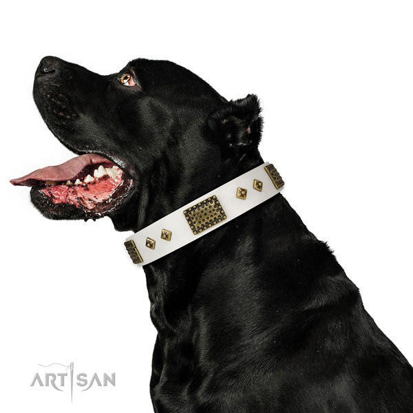 Everyday walking dog collar of natural leather with exceptional studs