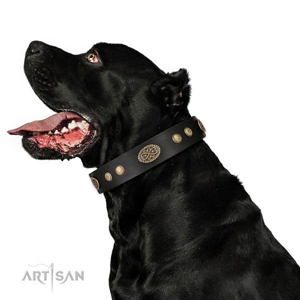 Corrosion resistant fittings on leather dog collar for basic training