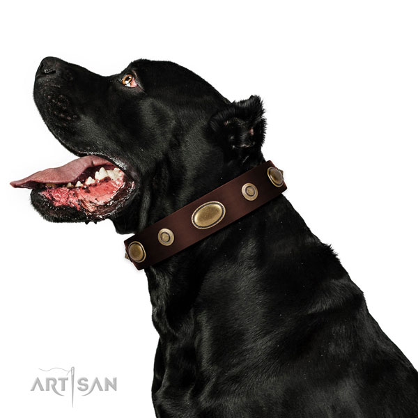 Easy wearing dog collar of natural leather with inimitable studs