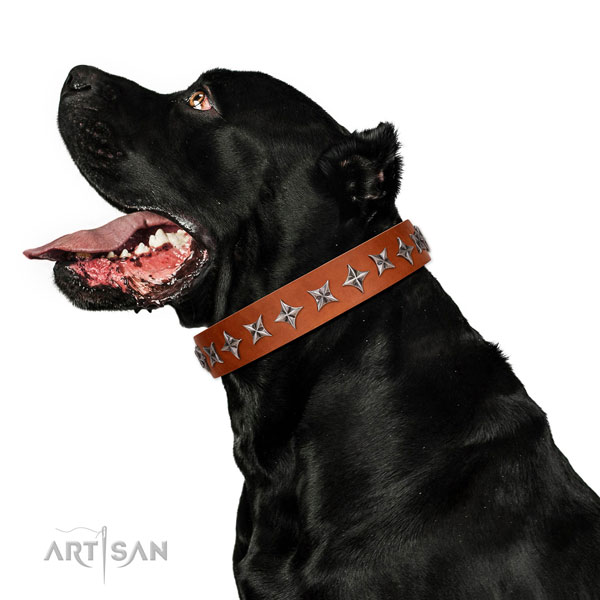 Handy use studded dog collar of finest quality leather