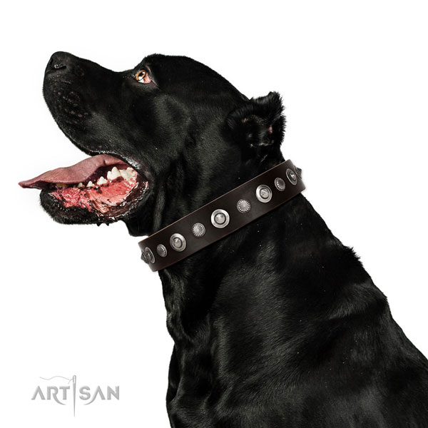 Durable genuine leather dog collar with awesome adornments
