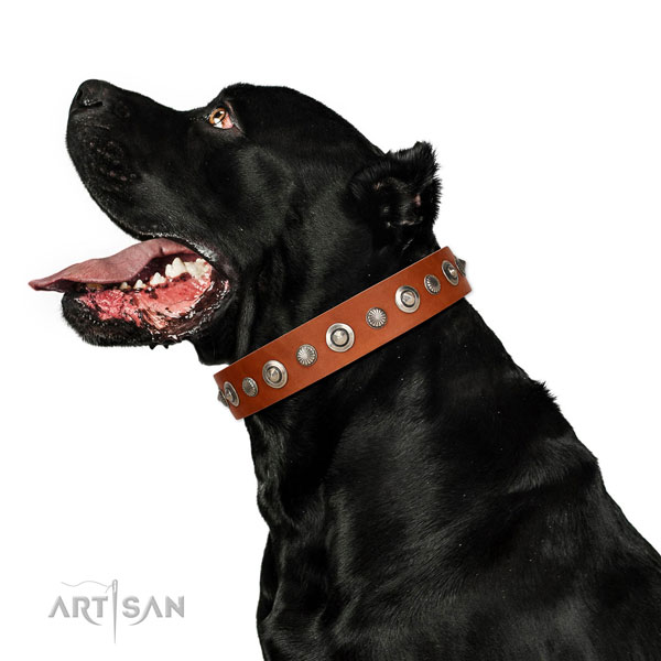 Best quality full grain genuine leather dog collar with exquisite embellishments