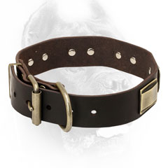 Cane Corso Collar with Gold-Like Buckle