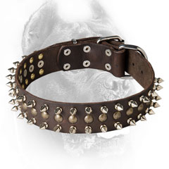 Cane Corso Collar Decorated with Stylish Half-Ball Studs and Spikes