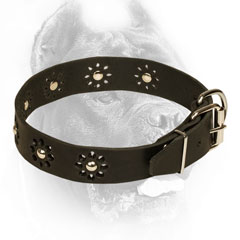 Cane Corso Collar for Walking in Style