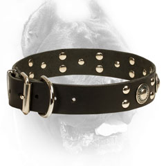 Cane Corso Collar with Standard Buckle