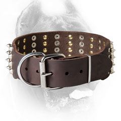 Decorated Cane Corso Collar with Strong Hardware