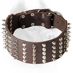  Cane Corso Collar with Nickel Plated Studs and Spikes