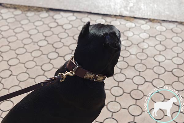 Cane Corso collar with brass D-ring