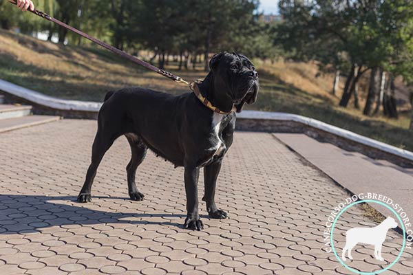 Comfy-to-wear Cane Corso leather collar