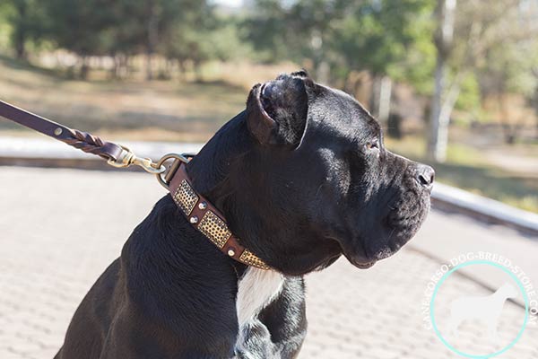 Decorated with plates Cane Corso genuine leather collar