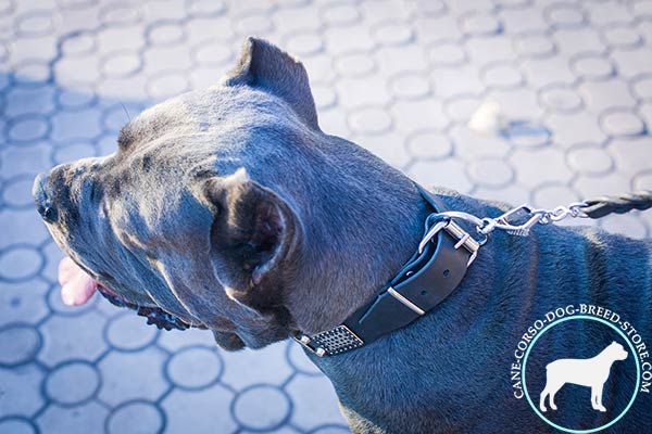 Cane Corso collar with dependable buckle